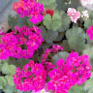 Meet your Posher, Jem